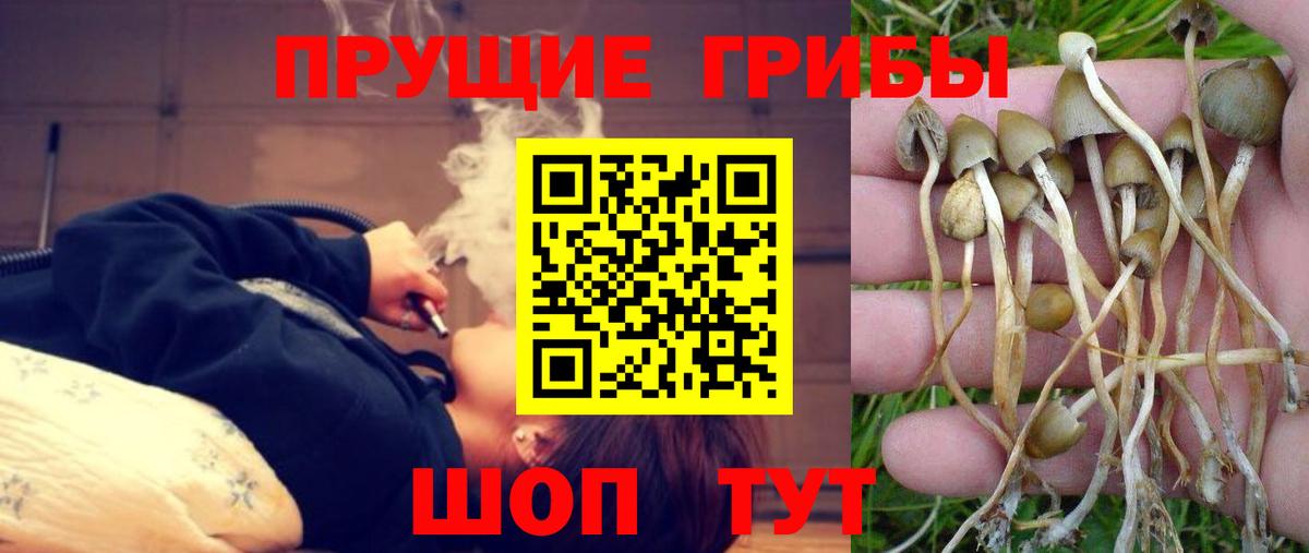 Галлюциногенные грибы Magic Shrooms Москва